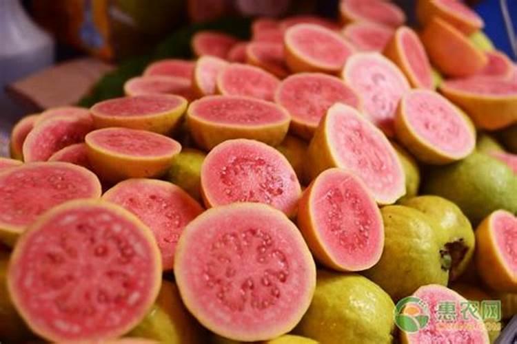 珍珠芭乐防落果方法