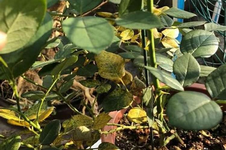月季施肥过多症状 月季施肥注意事项