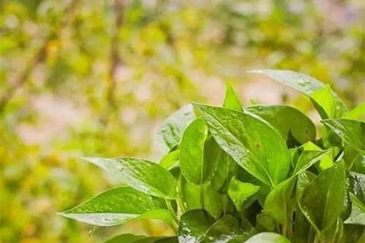 花草什么时候施肥最好 花草施肥时间