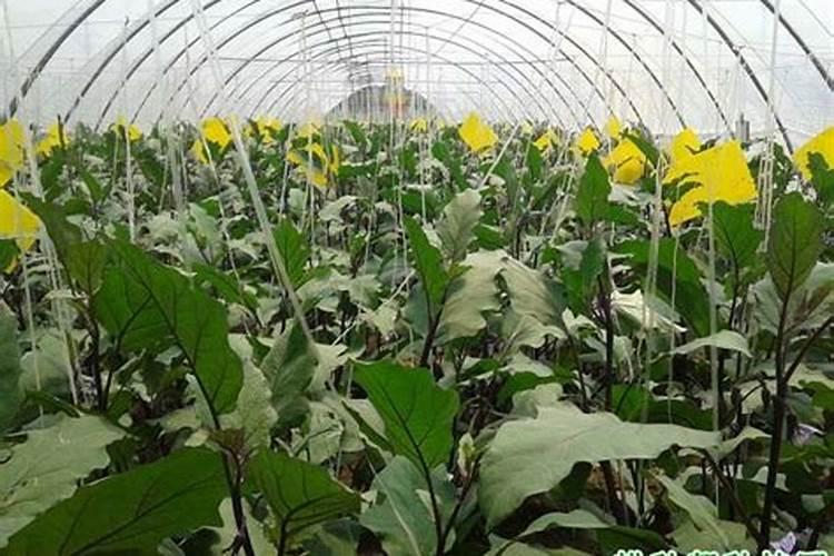 大棚茄子会开花不结果是什么原因？