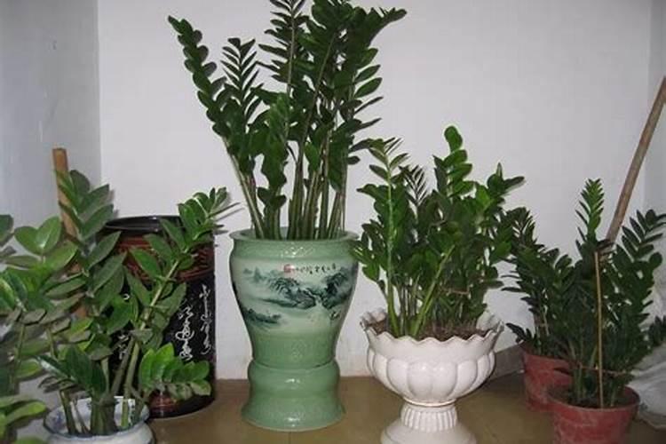 什么肥料可以让植物快速生长？
