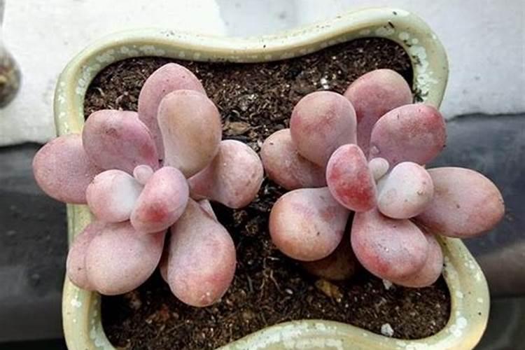 腐植酸钠优点和缺点