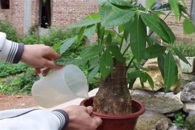 新栽的树苗几天浇一次水