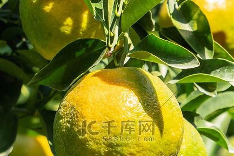 如何让桔子树上的桔子变甜？
