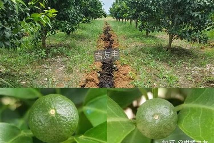 阳光一号柑橘什么时候成熟？