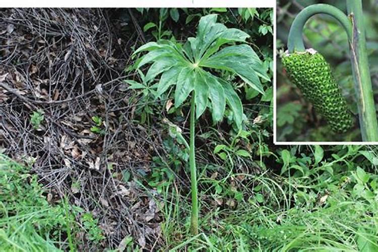 生物质颗粒厂需要什么手续