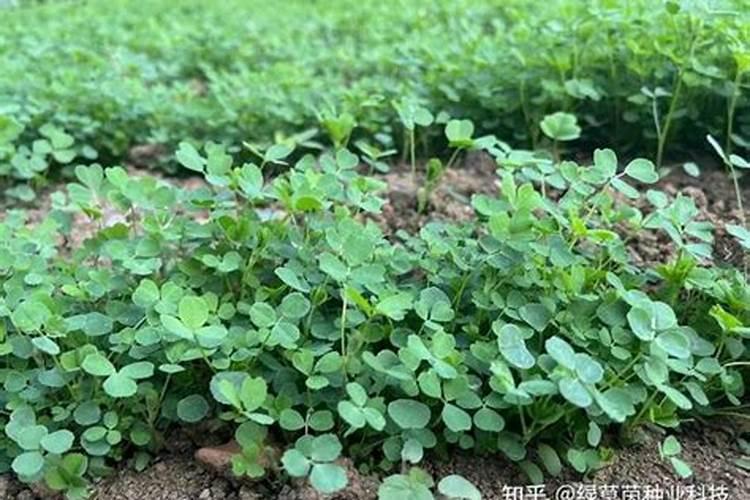 紫花苜蓿用什么肥料好