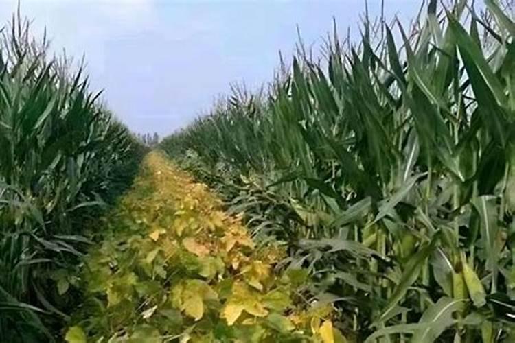 一亩地玉米究竟要施多少化肥