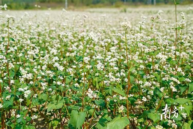 荞麦的种植方法和管理