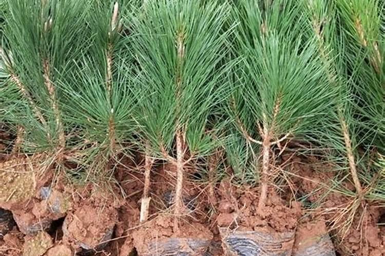 3年的松树施什么肥施多少一棵