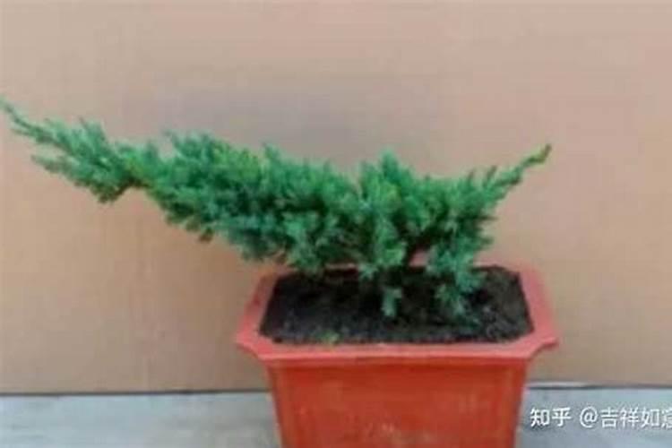 松树因牛粪过量而造成了落叶怎么办？