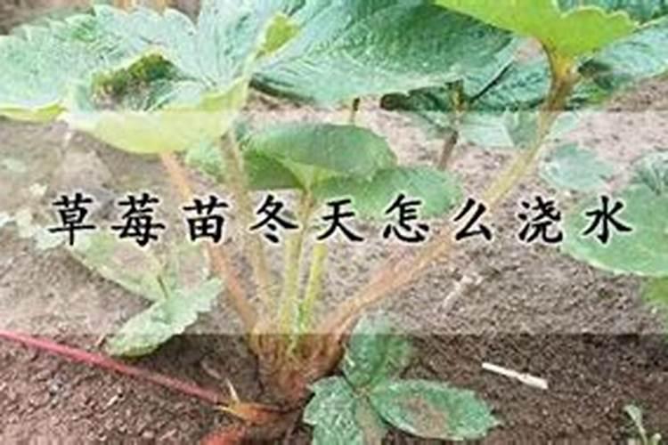 草莓施肥用什么肥料好,草莓种植选肥料需要注意什么