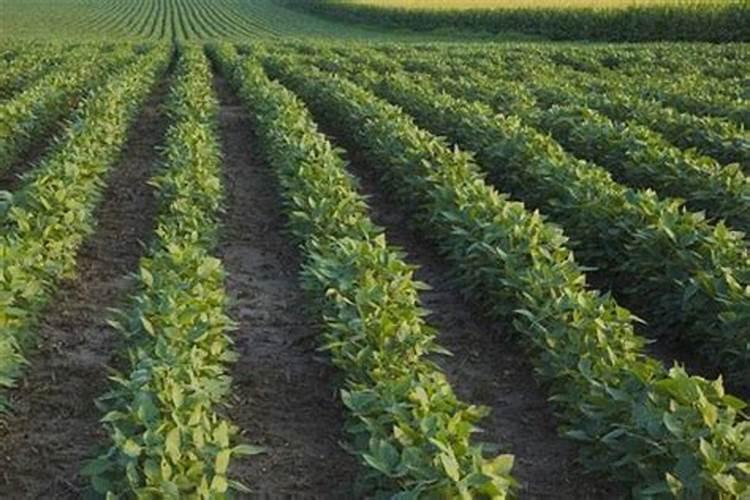 打了精喹禾灵可以施肥吗