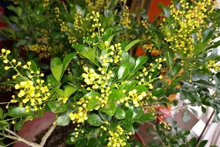 米兰花开花一阵都落了怎么回事