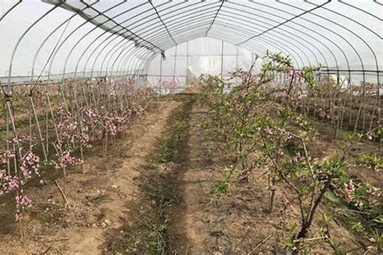 大棚里桃花,没结果就落了