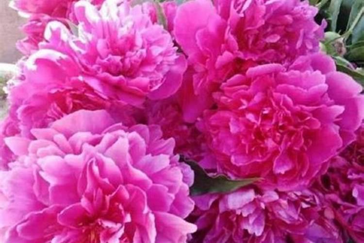 牡丹施肥用什么肥料合适 种植牡丹花四大高效肥料