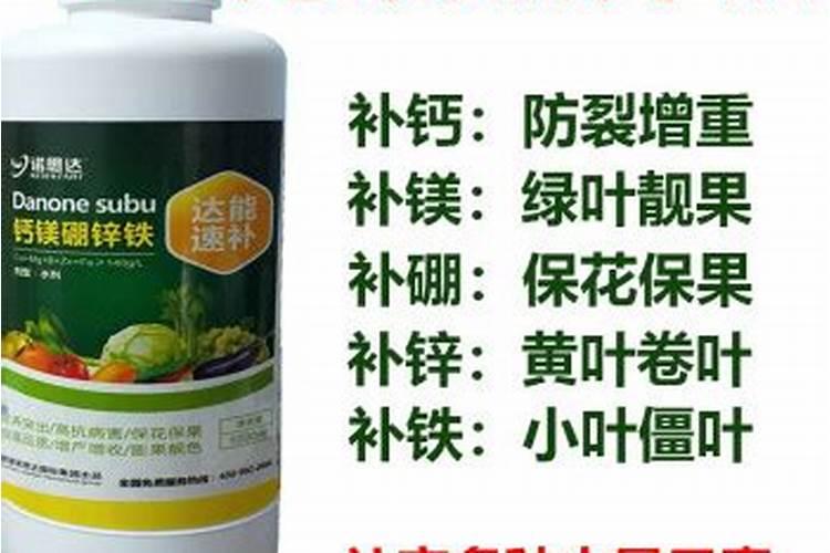 龙眼树可以施鱼肚肥料吗