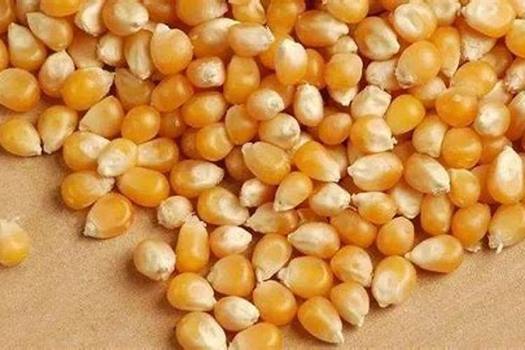 玉米当肥料效果如何？