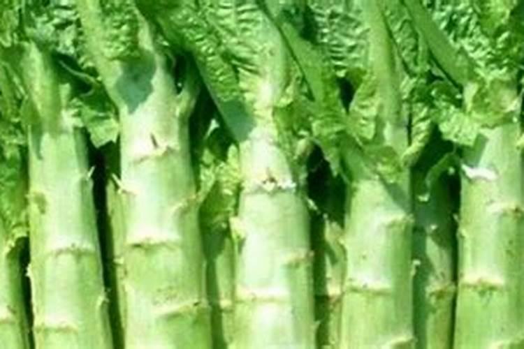 豆角结果期用什么肥料好