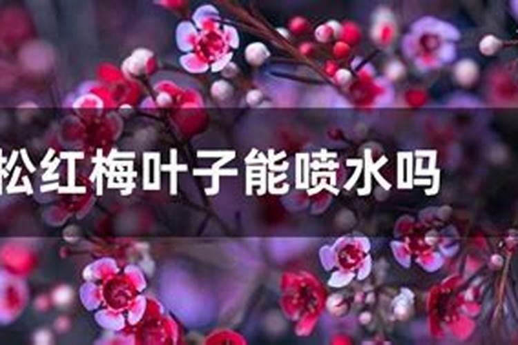 梅花施肥用哪种肥料,梅花施肥时间和方法
