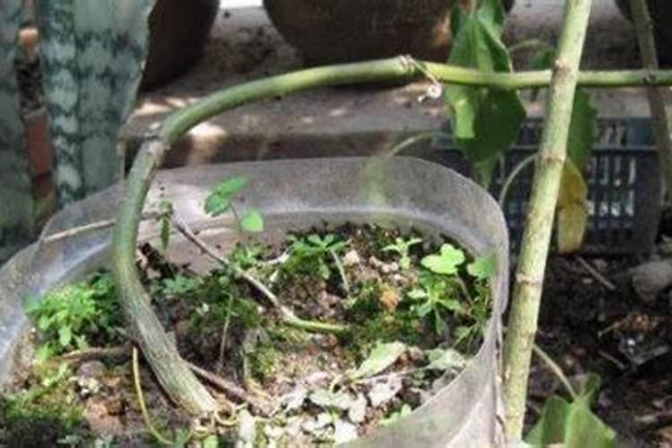 种百香果小苗,生根粉和肥料是怎么用的？