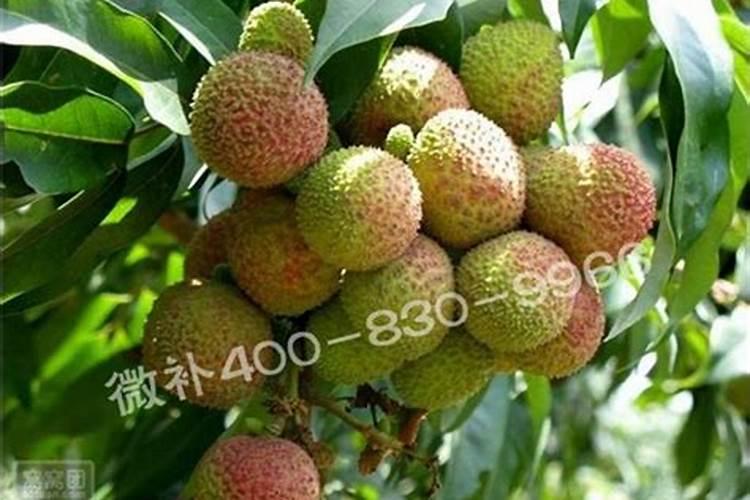 荔枝施什么肥料最好