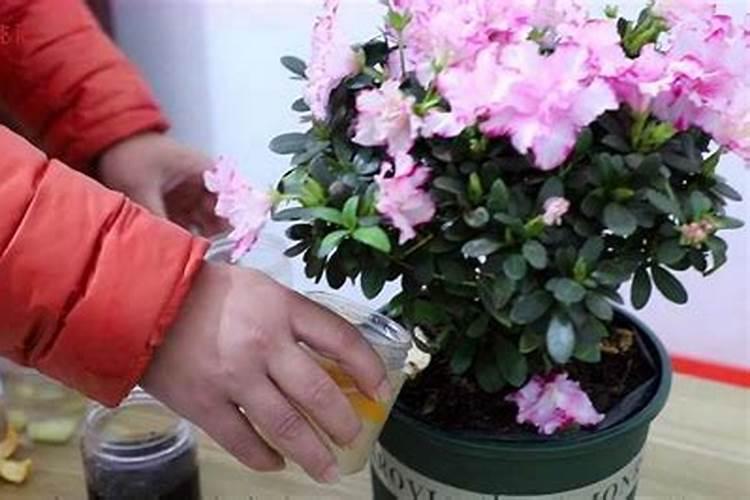 日本杜鹃花怎么养家庭养法