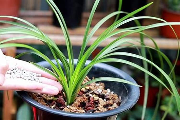 盆栽花怎样用钾肥(钾肥浇花)