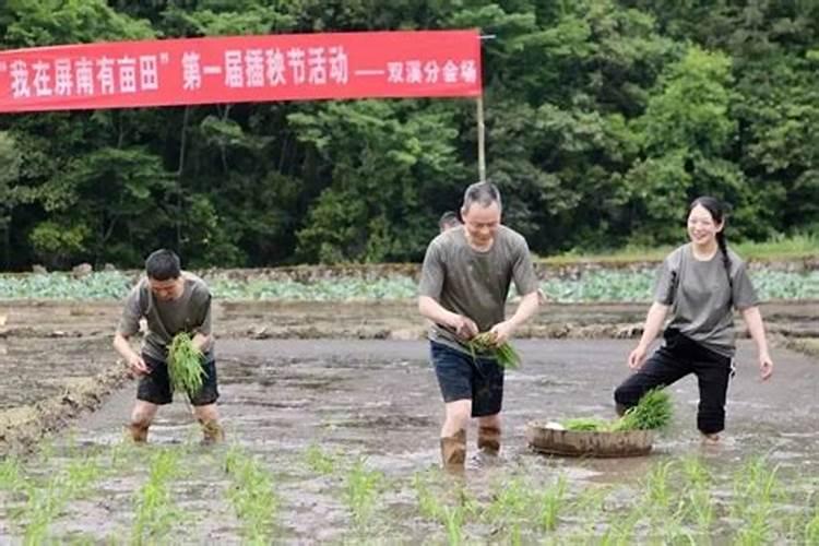一亩水稻地要用多少化肥和农药