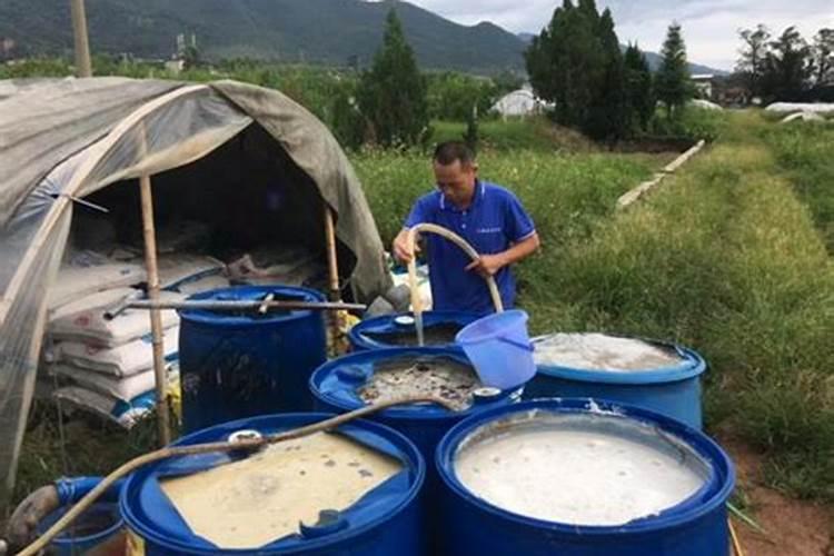 水稻施钾肥几天能排水