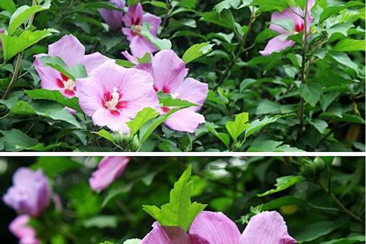 木槿花如何施肥那种肥料最好