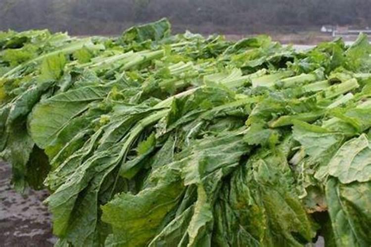 没用的菜叶怎么给花做肥料
