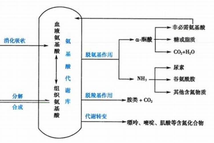 尿素属于硝态氮还是铵态氮？