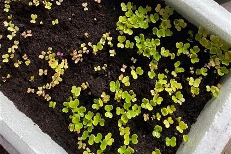 针状水溶肥是什么肥料