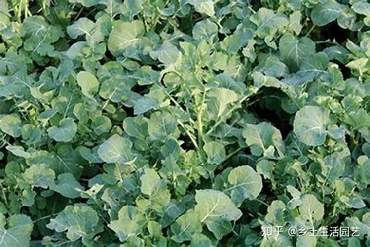 油菜缺钾该怎么施肥 我家地特别潮湿 请教施肥方法 怕浇水苗烂