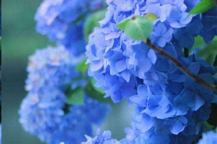 绣球花施什么肥最好