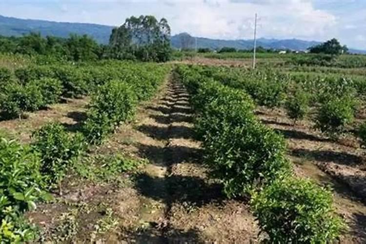 柑橘苗什么时候施肥 施肥要点有哪些
