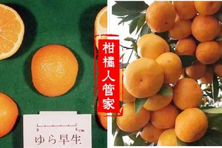 柑橘施肥方法