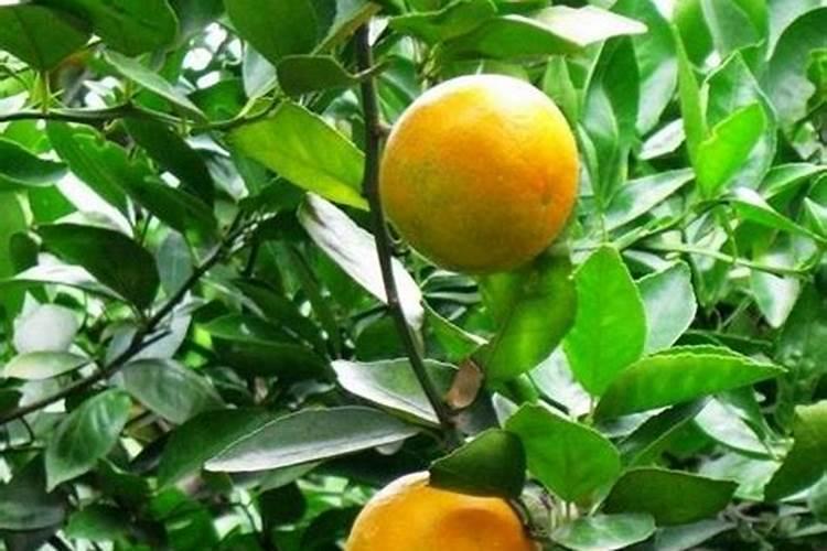 柑橘种植底肥怎么配置(柑橘基肥料什么时期施用最好)
