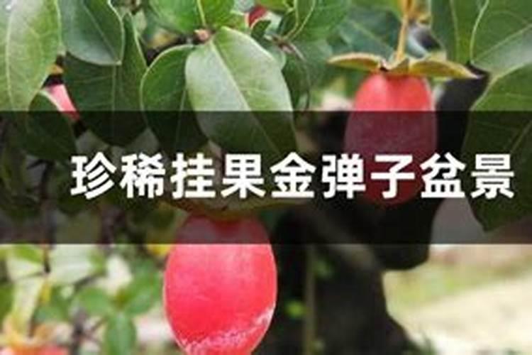 金弹子如何养护挂果多？