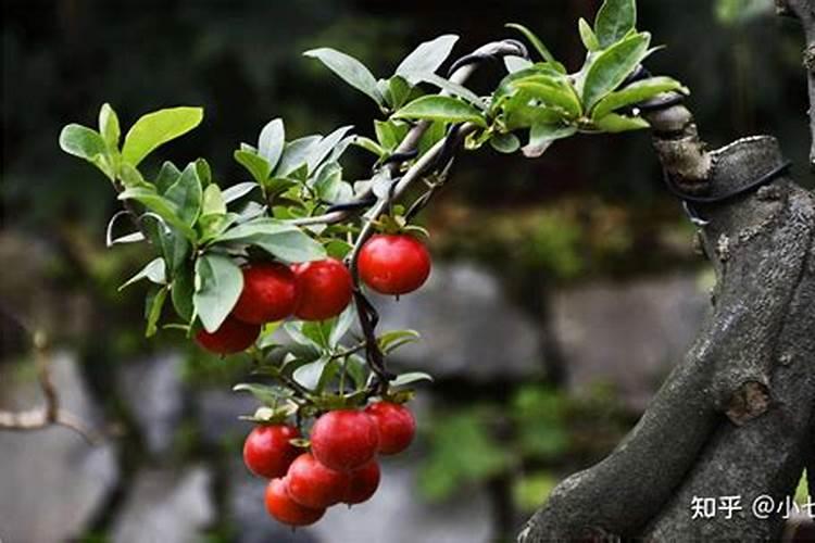 金弹子怎样才能挂果