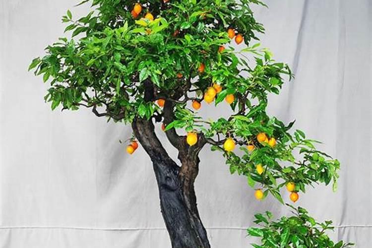 如何肥水管理好金弹子？