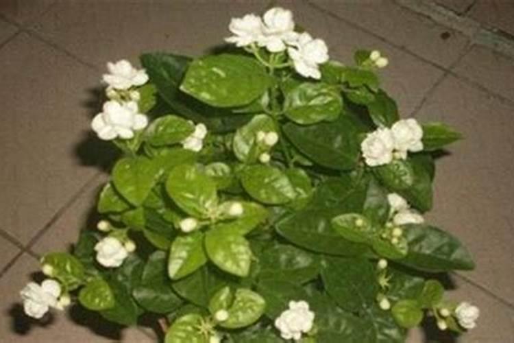 茉莉花春天怎么养,晚春换盆增加养分