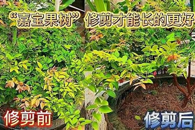 嘉宝果树施什么肥才长果