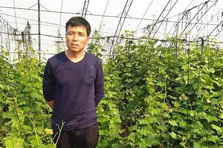 克伦生葡萄怎样管理？