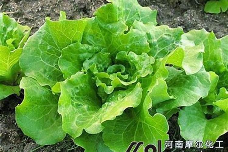 阳台生菜如何施肥