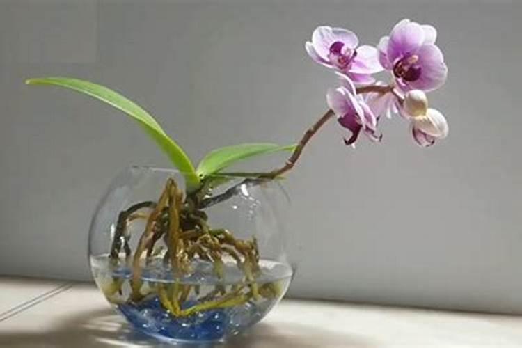 蝴蝶兰水养殖怎么施肥