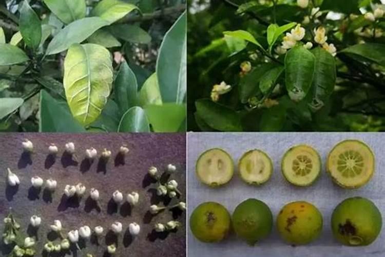 无花果树不结果了怎么办？