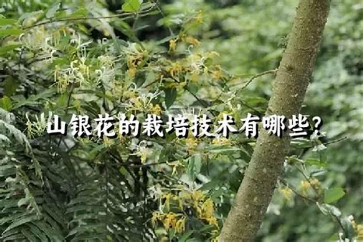 银花占2号栽培技术要点