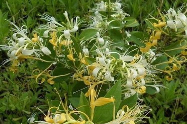 金银花如何种植